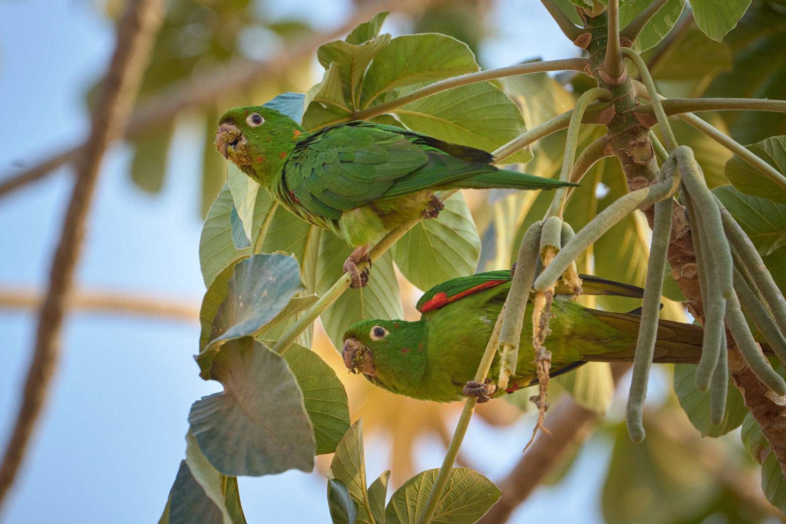 image White-eyed Parakeet